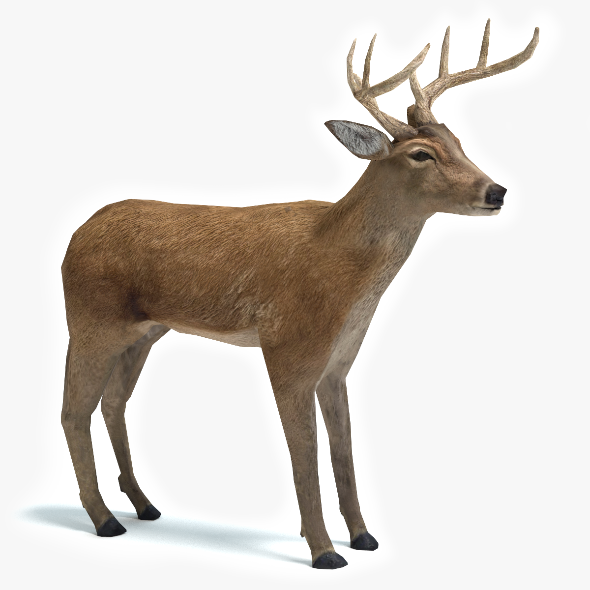 Deer 3d model